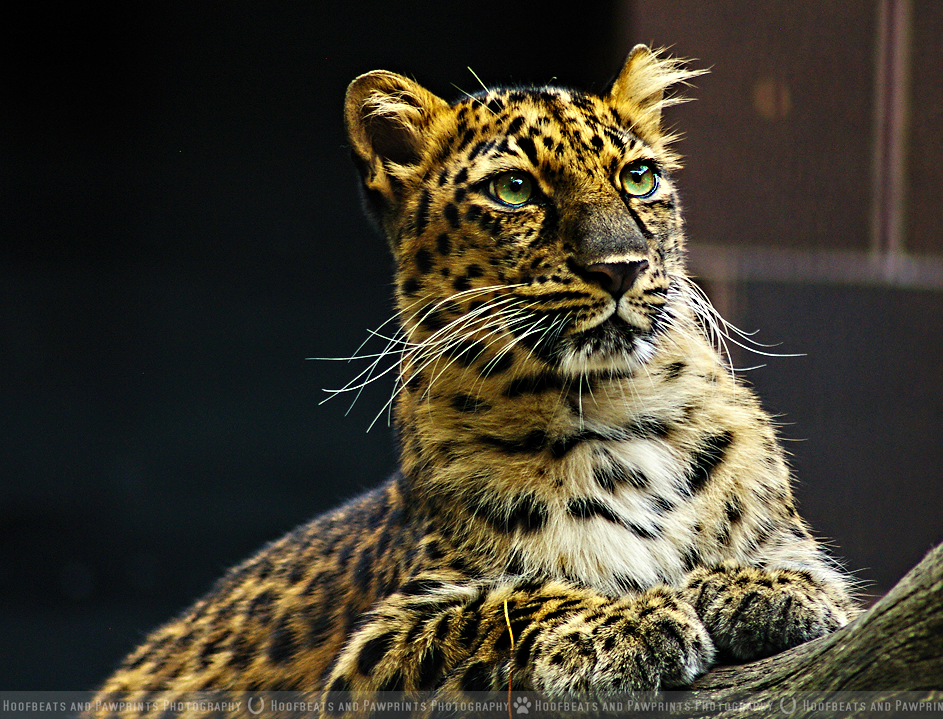 Amur Leopard