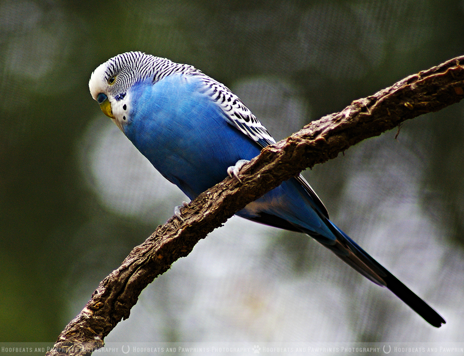 Budgerigar