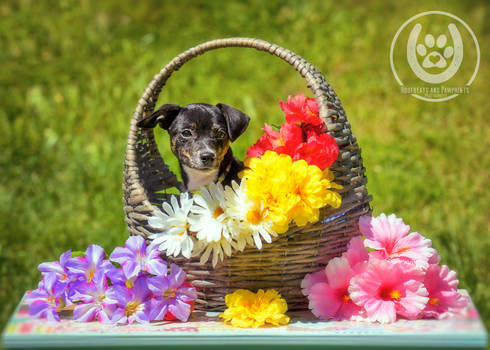 Flower Girl