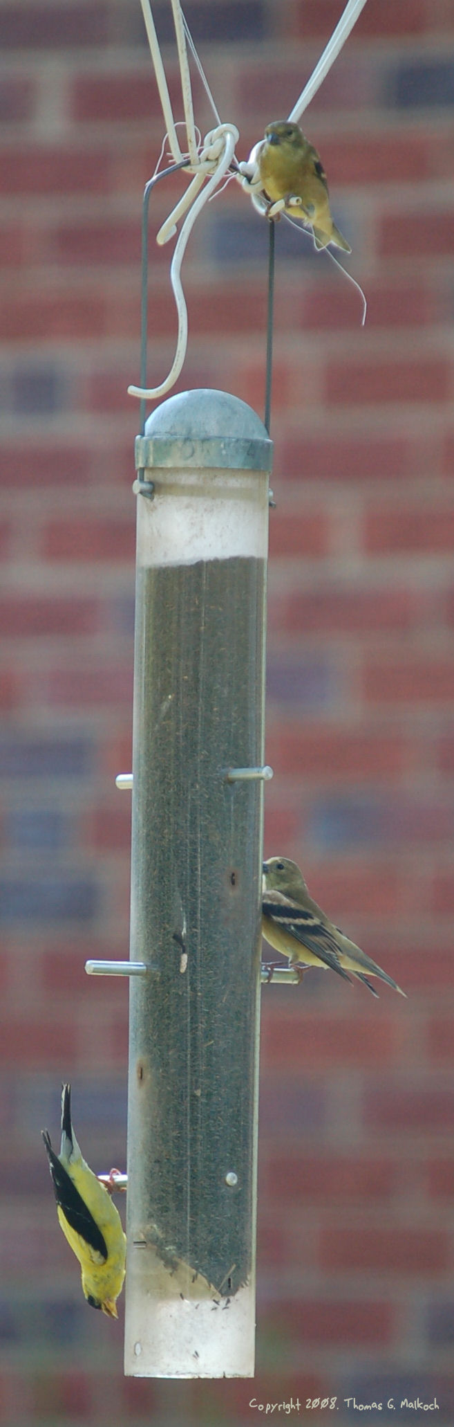 Golden Finch Aug. '08 V