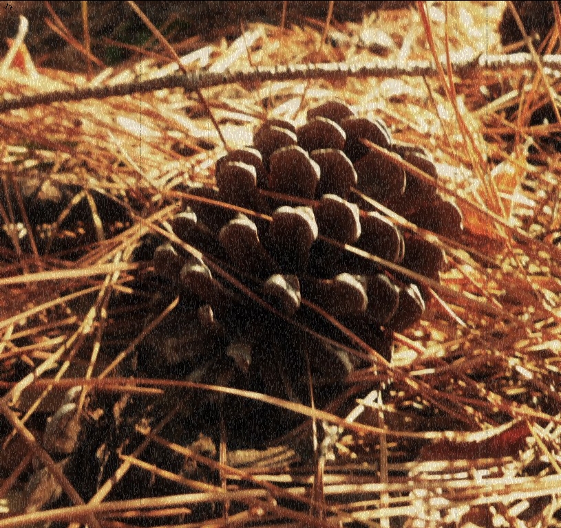 PineCone 03