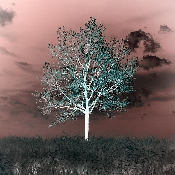 Inverted tree by GuardianXDemon on DeviantArt