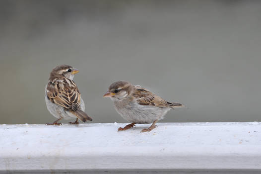 Talking Birds