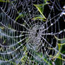 Spider's Web