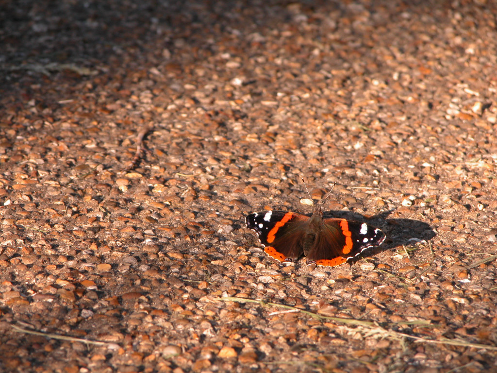 London butterfly