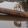 Alaskan Wolf