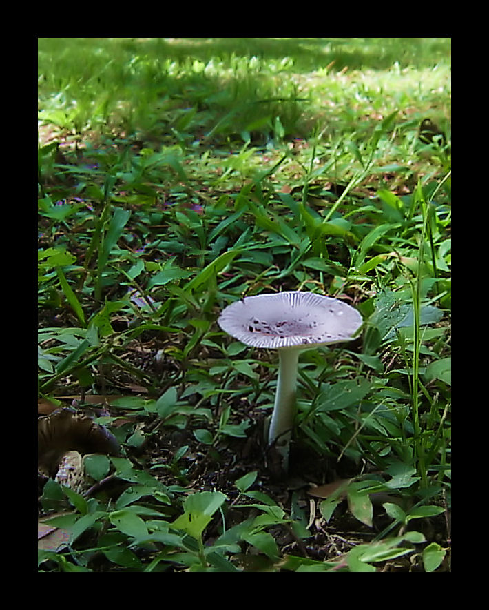 Toadstool