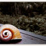 Snail