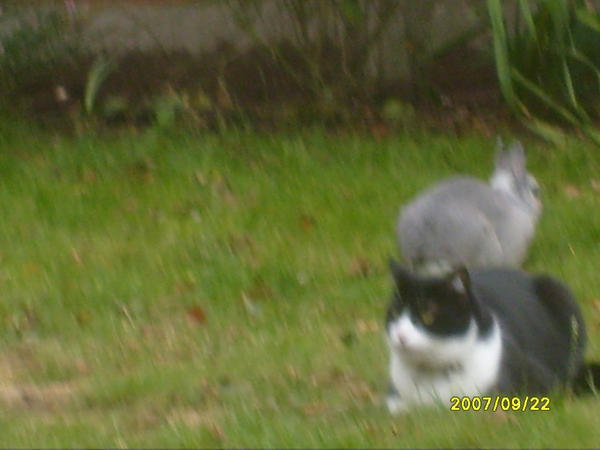 Katy cat Fizz Rabbit by stevie-ish on DeviantArt