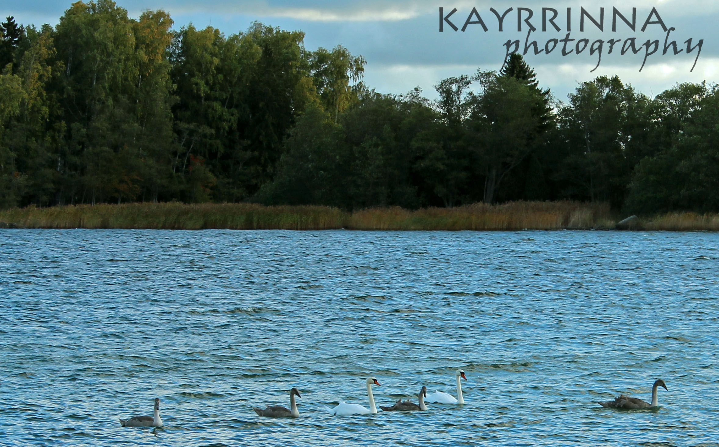 Swan Family