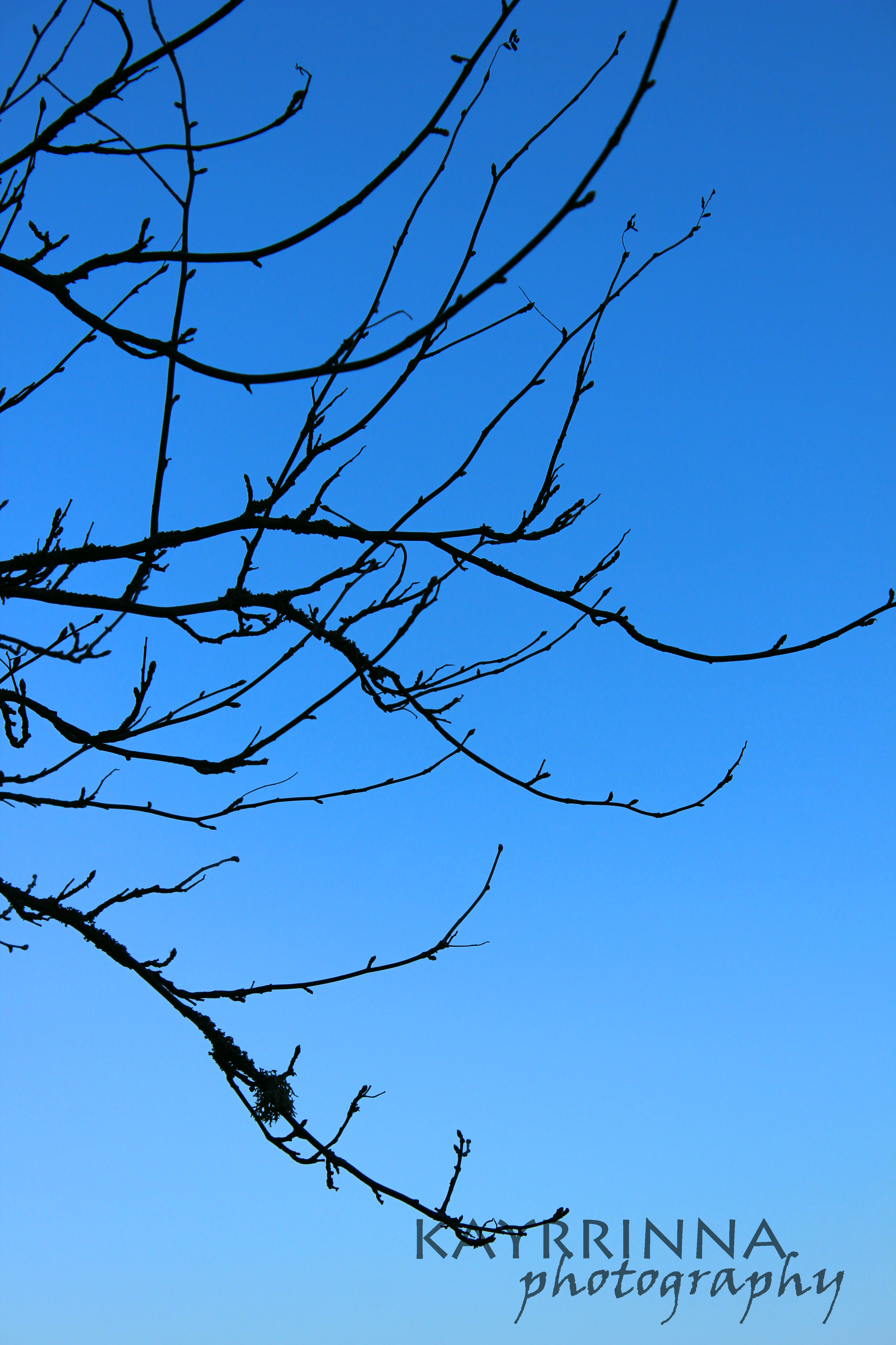 Branches