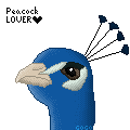 Peacock Pixel Avvie