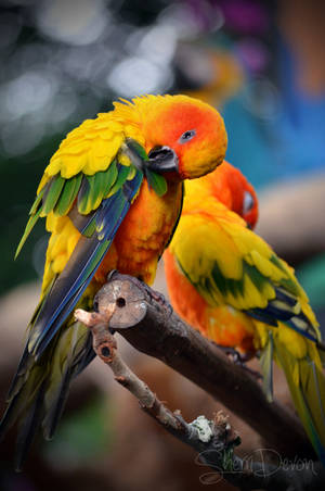 Grooming my Rainbow by sherridevon Grooming my Rainbow by sherridevon
