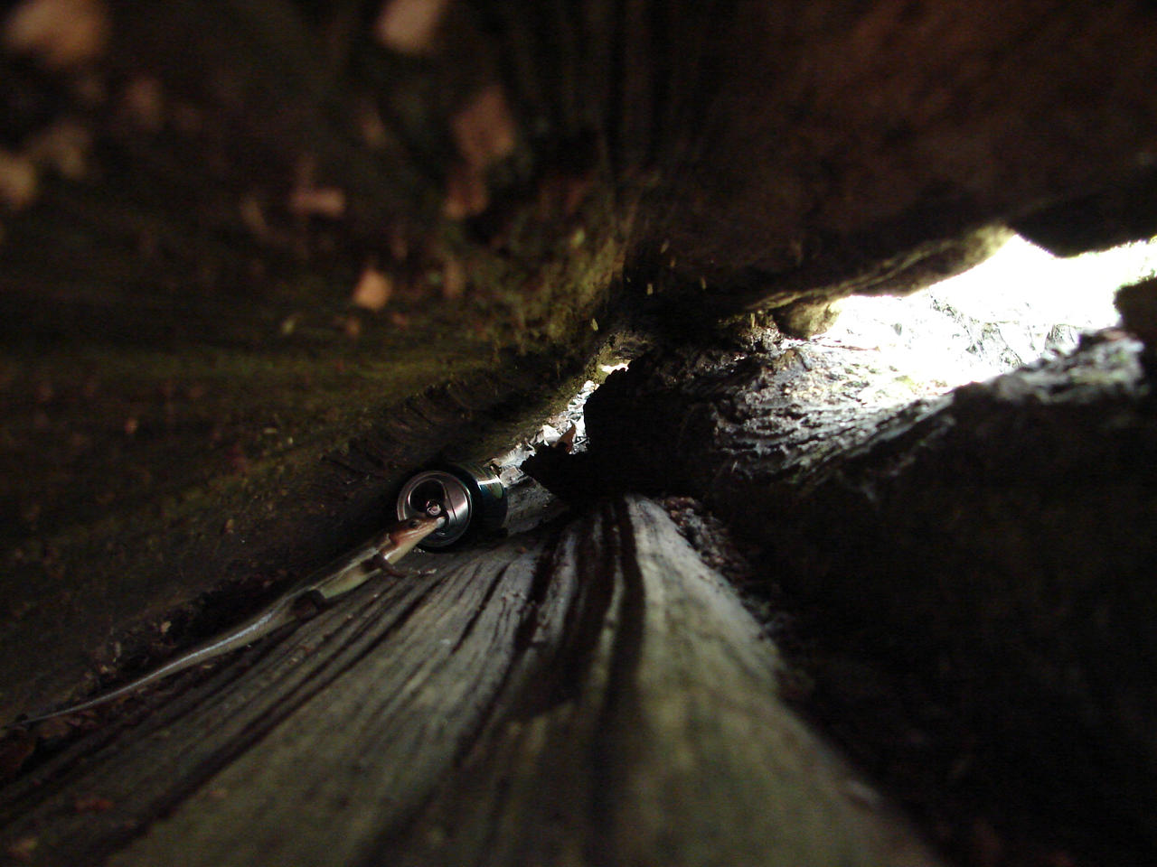 Split log surprise by CyraLilia on DeviantArt