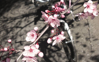 Hana Yori Jitensha -Bicycle-