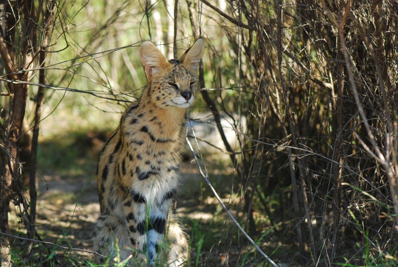 Serval full