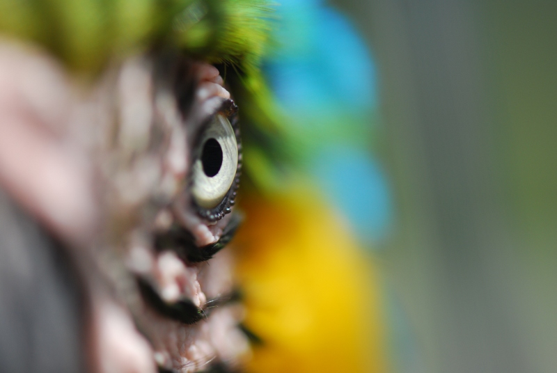 The Eye of Macaw