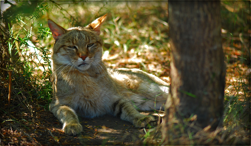 Africa Wild cat