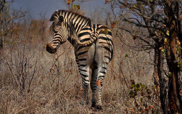 Zebra by NagWolf