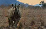 Black Rhino by NagWolf