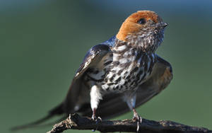 Lesser Striped Swallow - 2
