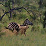 Lion tackling a zebra