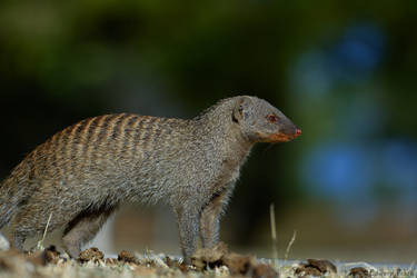 Banded Mongoose