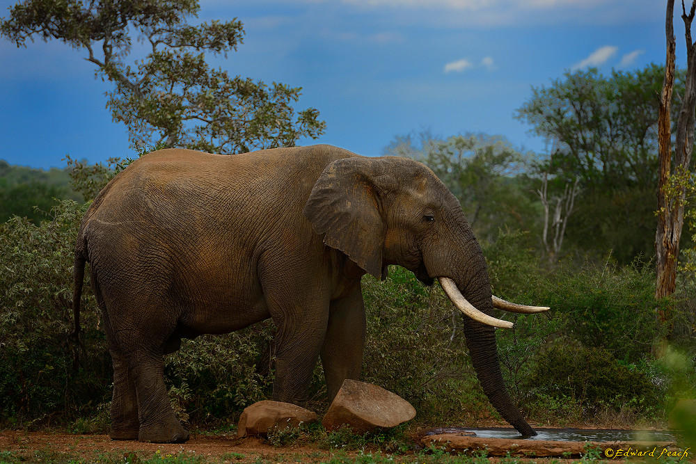 Drinking Elephant by NagWolf