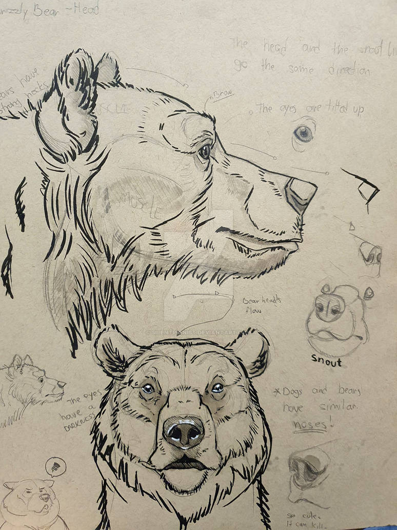 Aaron Blaise's Bear Study by SilentPianist on DeviantArt