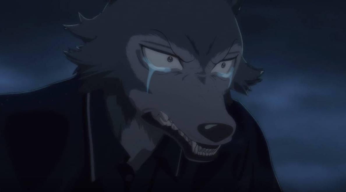 Legoshi Rage State BEASTARS Legoshi's Tears of Rage #2 by jvillacorta0611 on DeviantArt