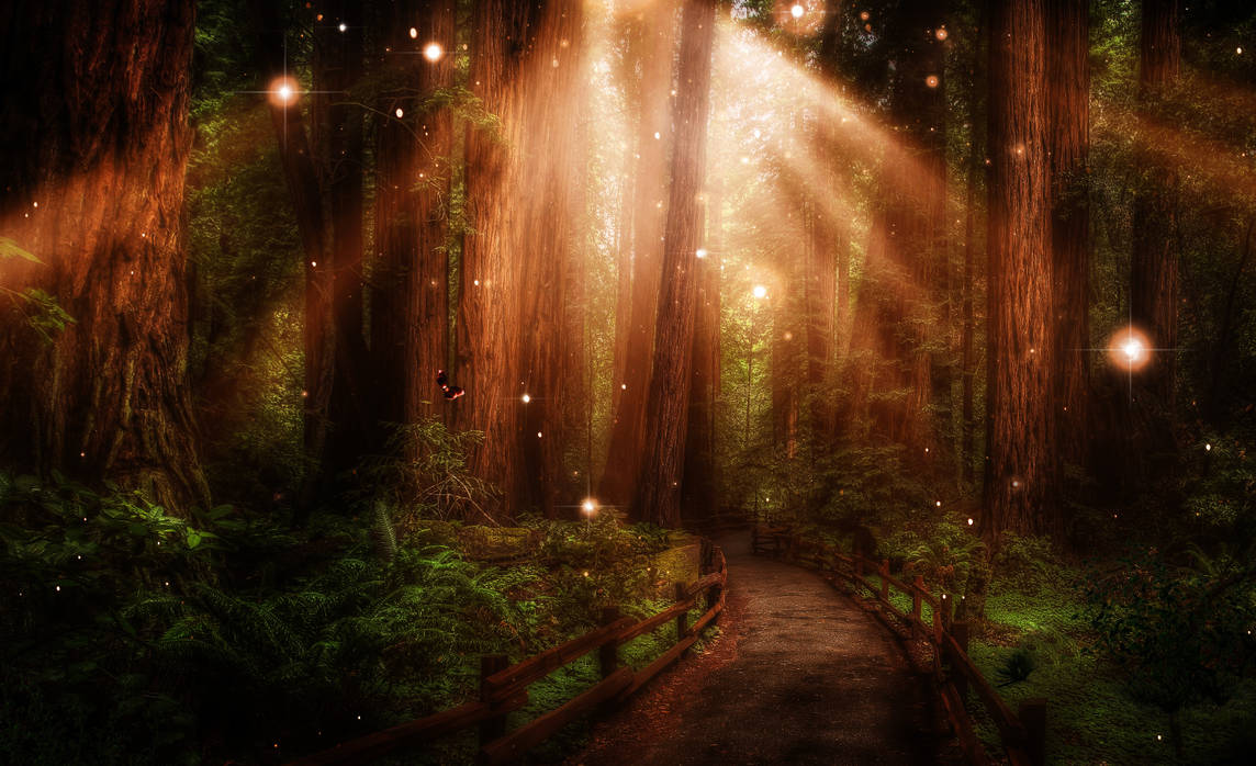 Атмосферные стоки. Волшебный лес. Сказочный лес. Волшебный фон. Магический лес.
