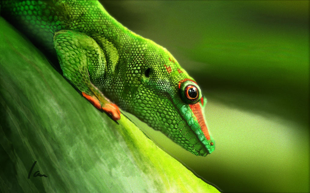 Gecko Deviantart gecko daily paint study by ianparra on DeviantArt