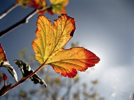 Leaf Against The Sky