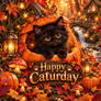 Pumpkin Hideaway | Happy Caturday