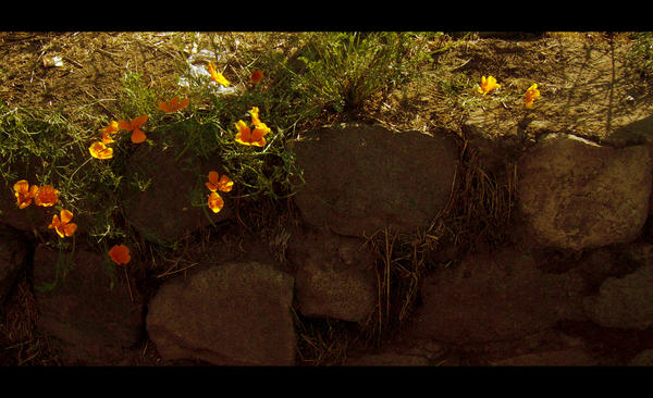 Flores Sobre Las Piedras by inerciatic on DeviantArt