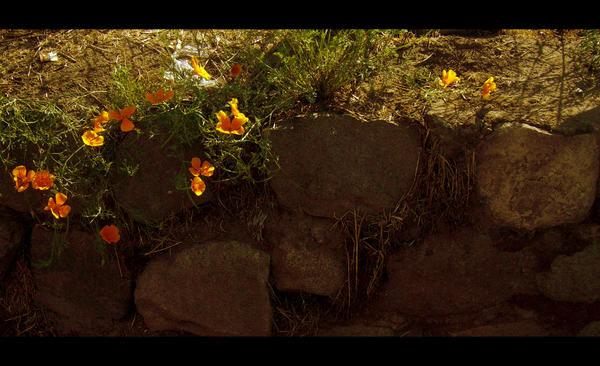 Flores Sobre Las Piedras by inerciatic on DeviantArt Flores Sobre Las Piedras by inerciatic on DeviantArt