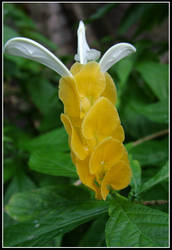 Pineapple Flower