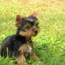 Tao the Yorkie