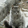 Gray Longhair Cat