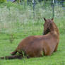 Laying Horse Stock