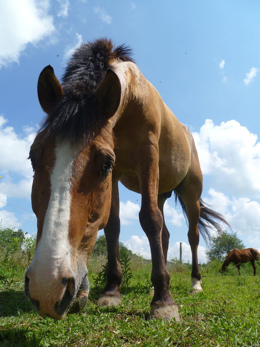 Odd Angle Horse Stock 4