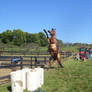 Rearing Horse Stock