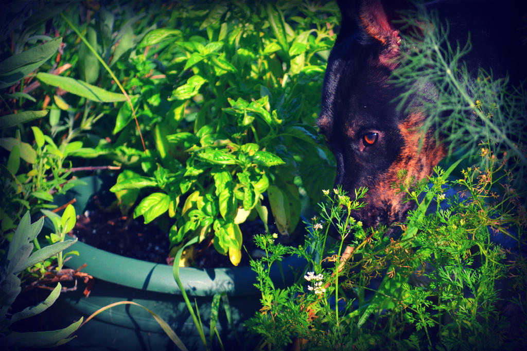 Amongst the herbs