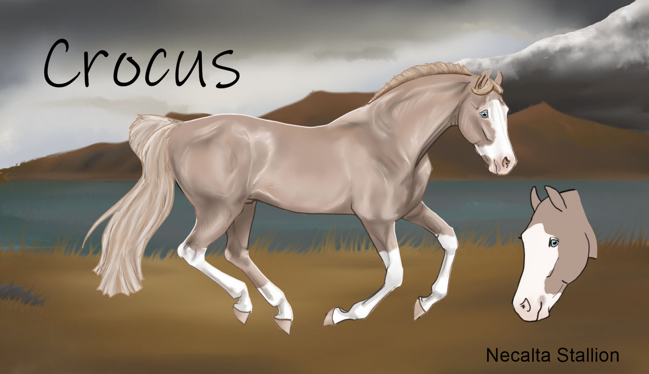 Crocus