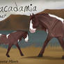 Macadamia
