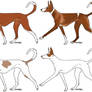 Ibizan Hound Adopts CLOSED