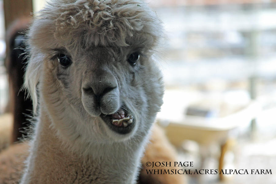 Alpaca - Funny Chewing by JoshPage on DeviantArt