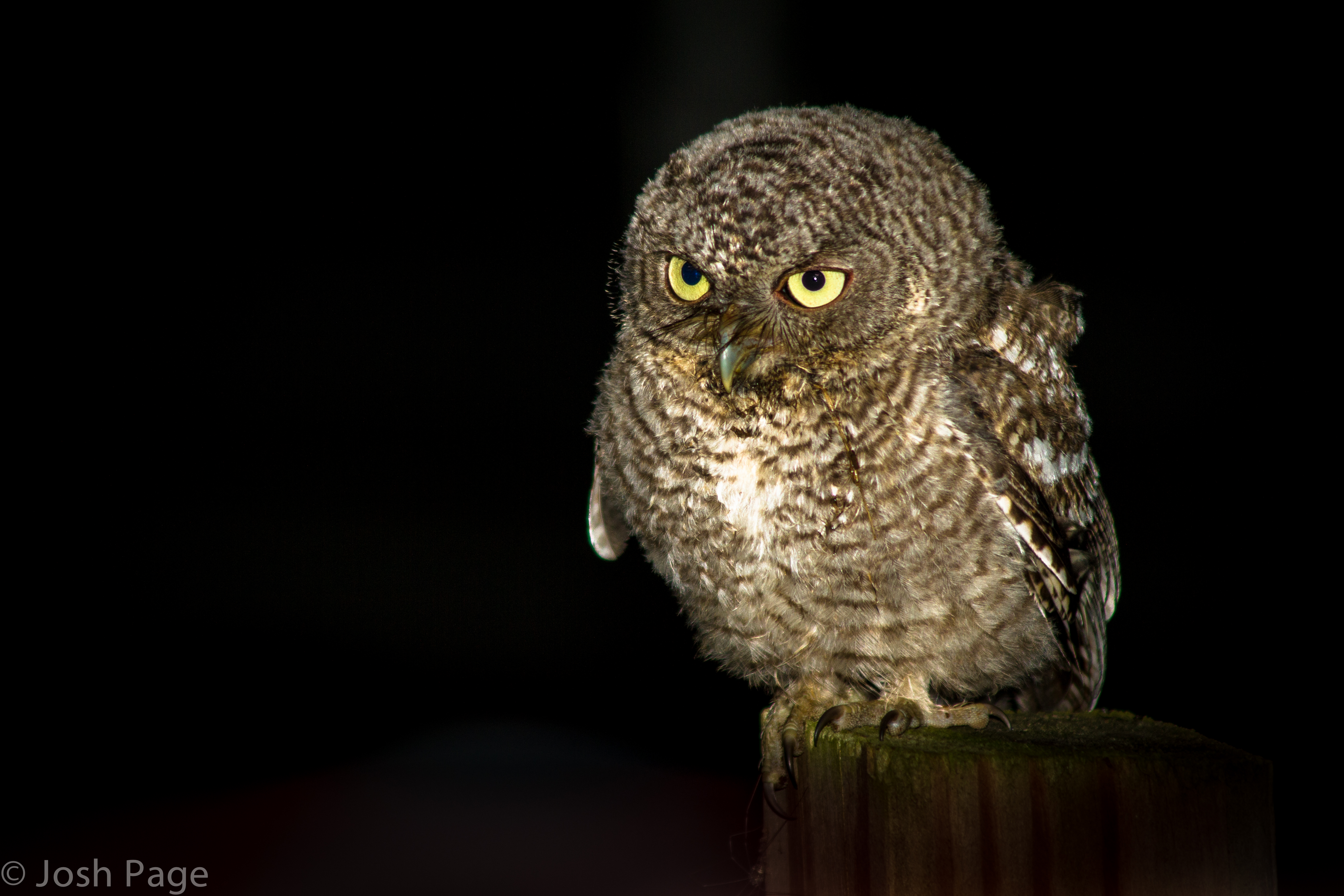 Baby Eastern Screen Owl - Rockland County