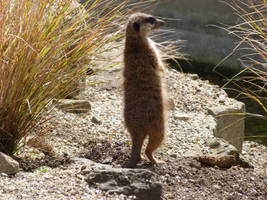 Meerkat On Watch