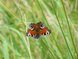 Red peacock butterfly